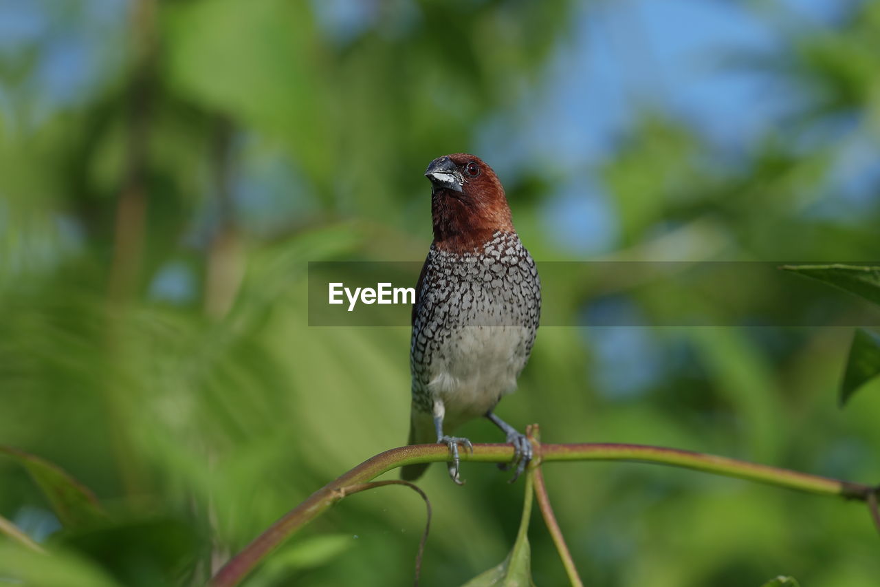 Close-up of a scaly-breasted munia perching on plant