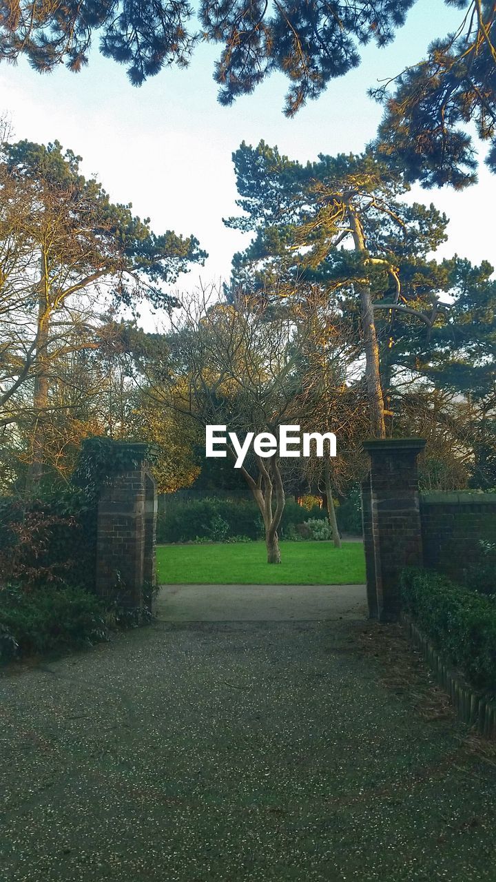 VIEW OF TREES IN PARK