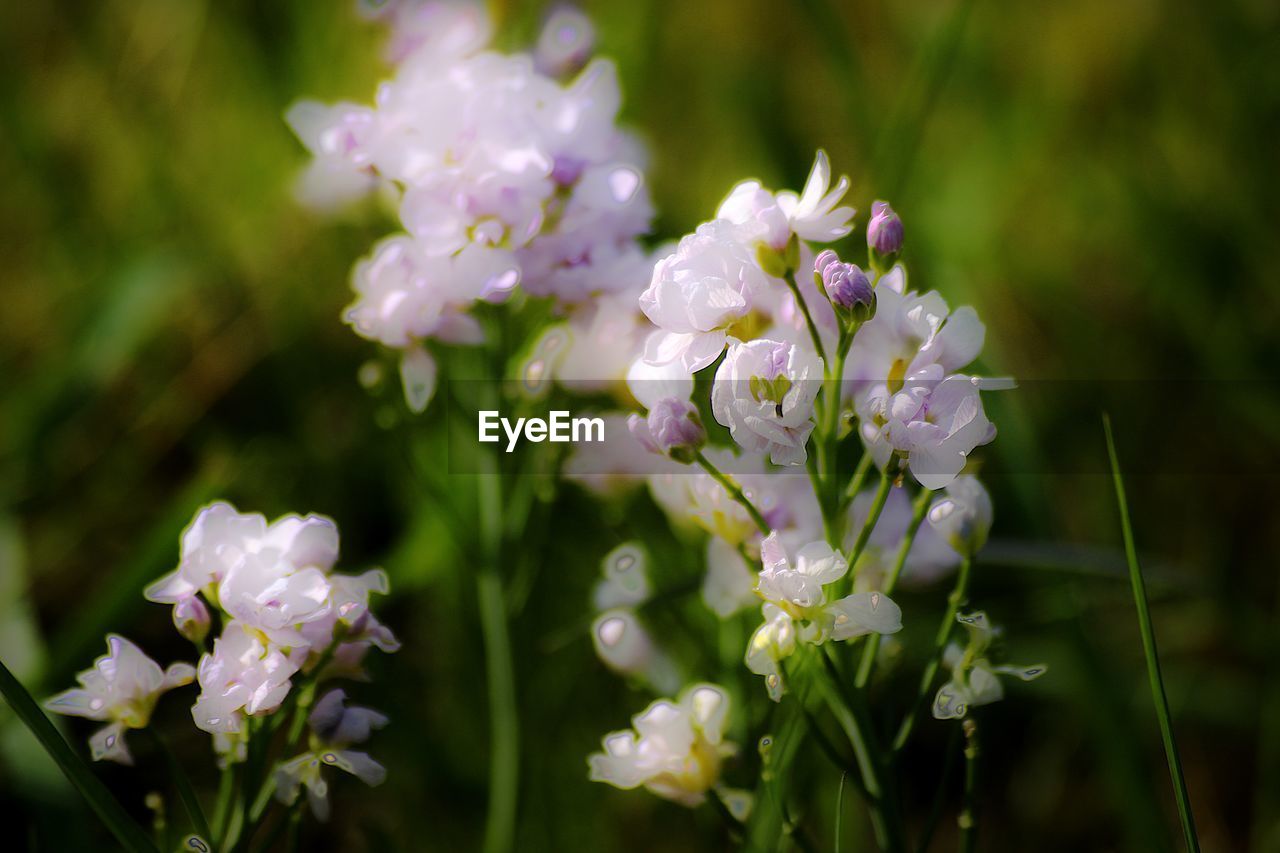 Close-up of purple flowering plant