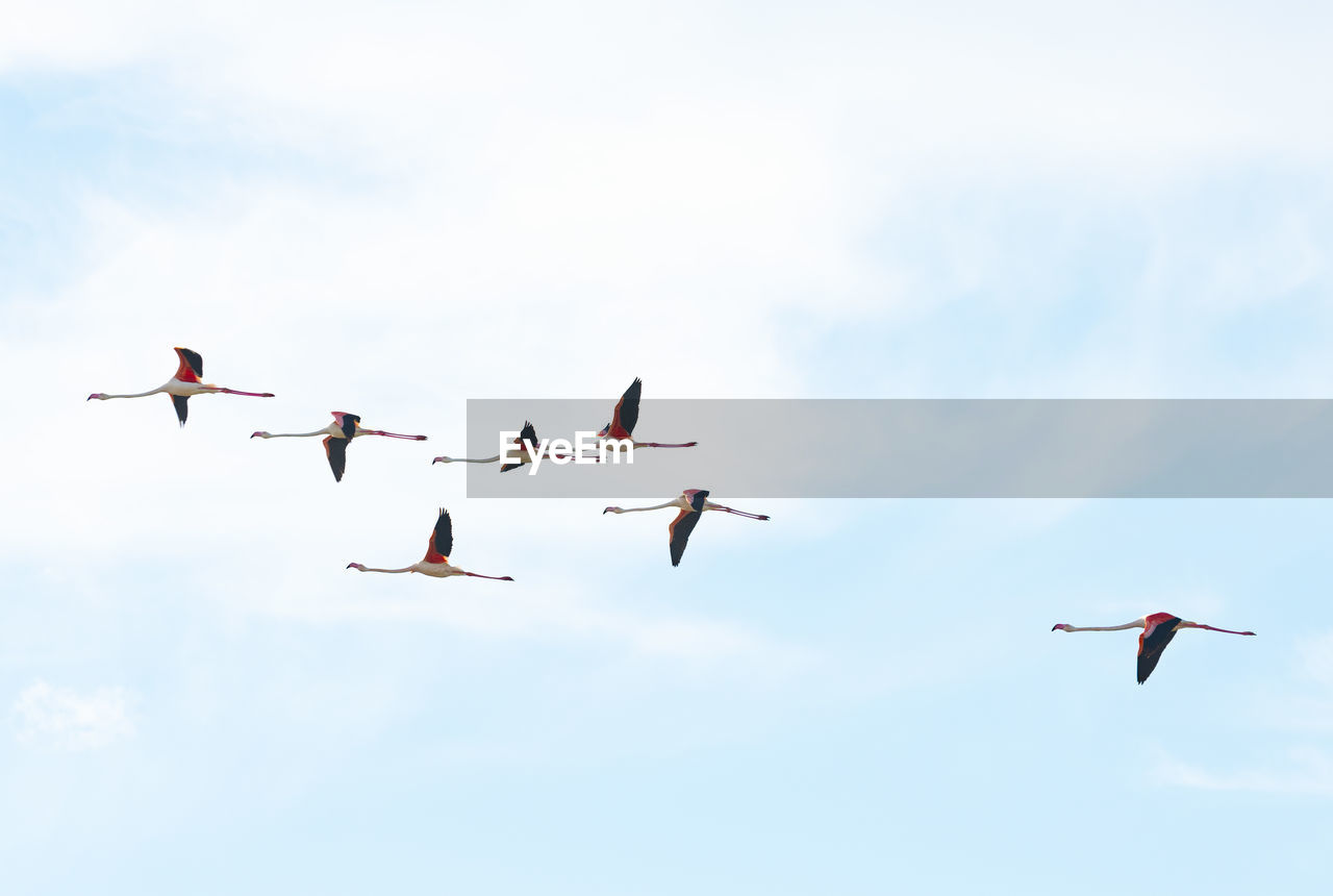 low angle view of seagulls flying against clear sky