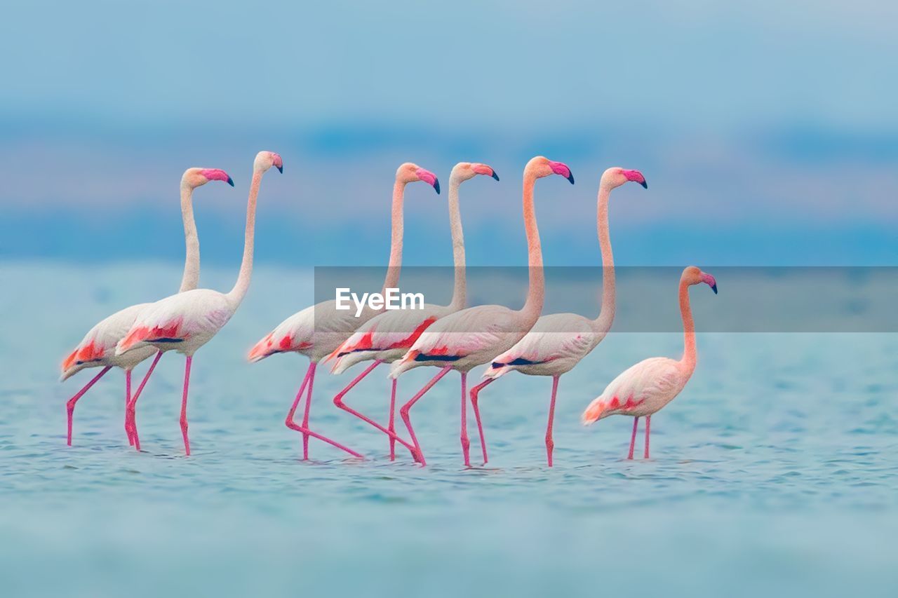 SIDE VIEW OF BIRDS IN SEA