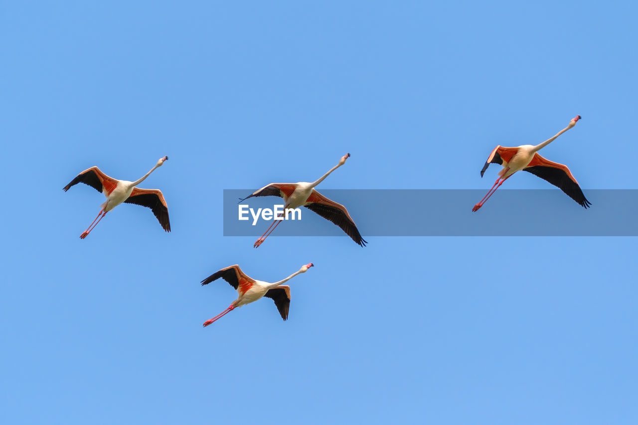 LOW ANGLE VIEW OF BIRDS FLYING AGAINST CLEAR BLUE SKY