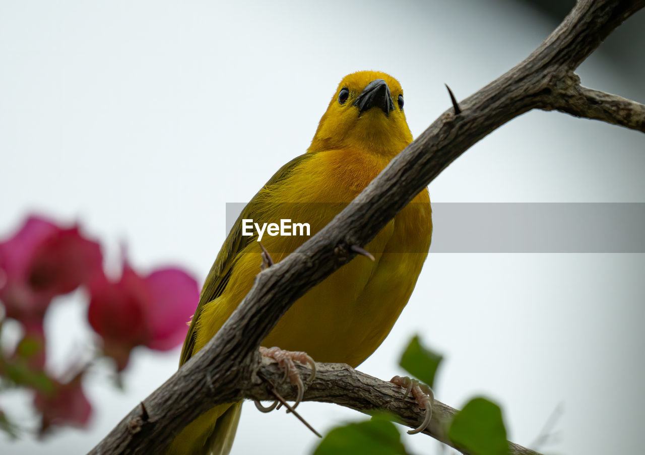 Close-up of a yellow bird perching on branch