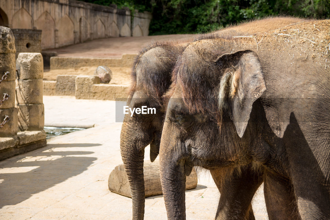 Close-up of elephants