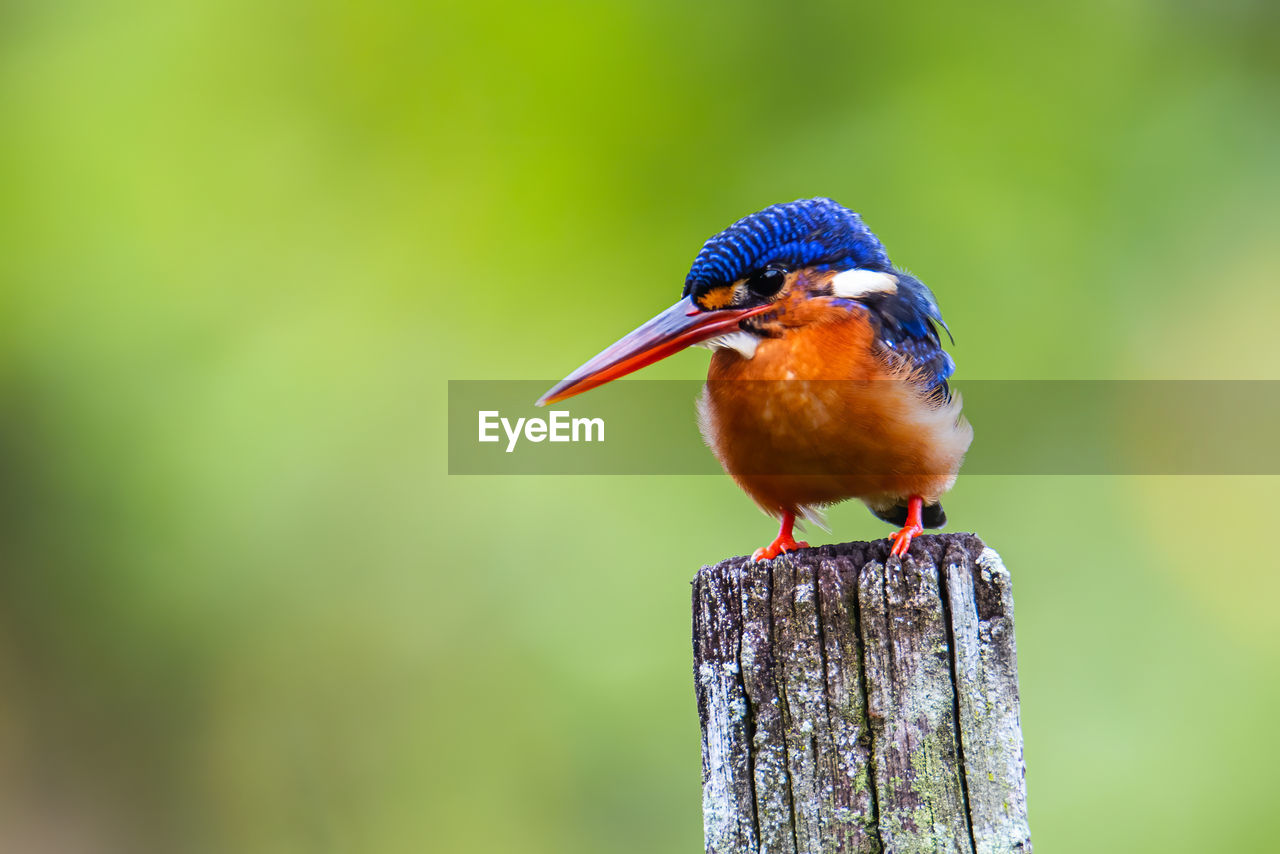 BIRD PERCHING ON WOODEN POST