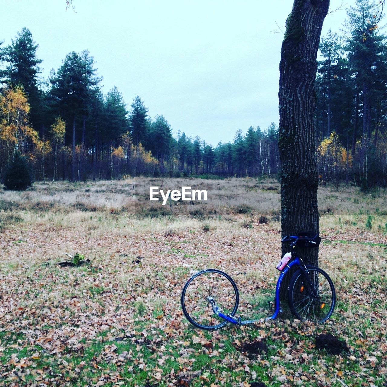 Bicycle by tree on field