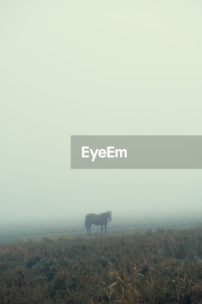 Horse in a field during a foggy day
