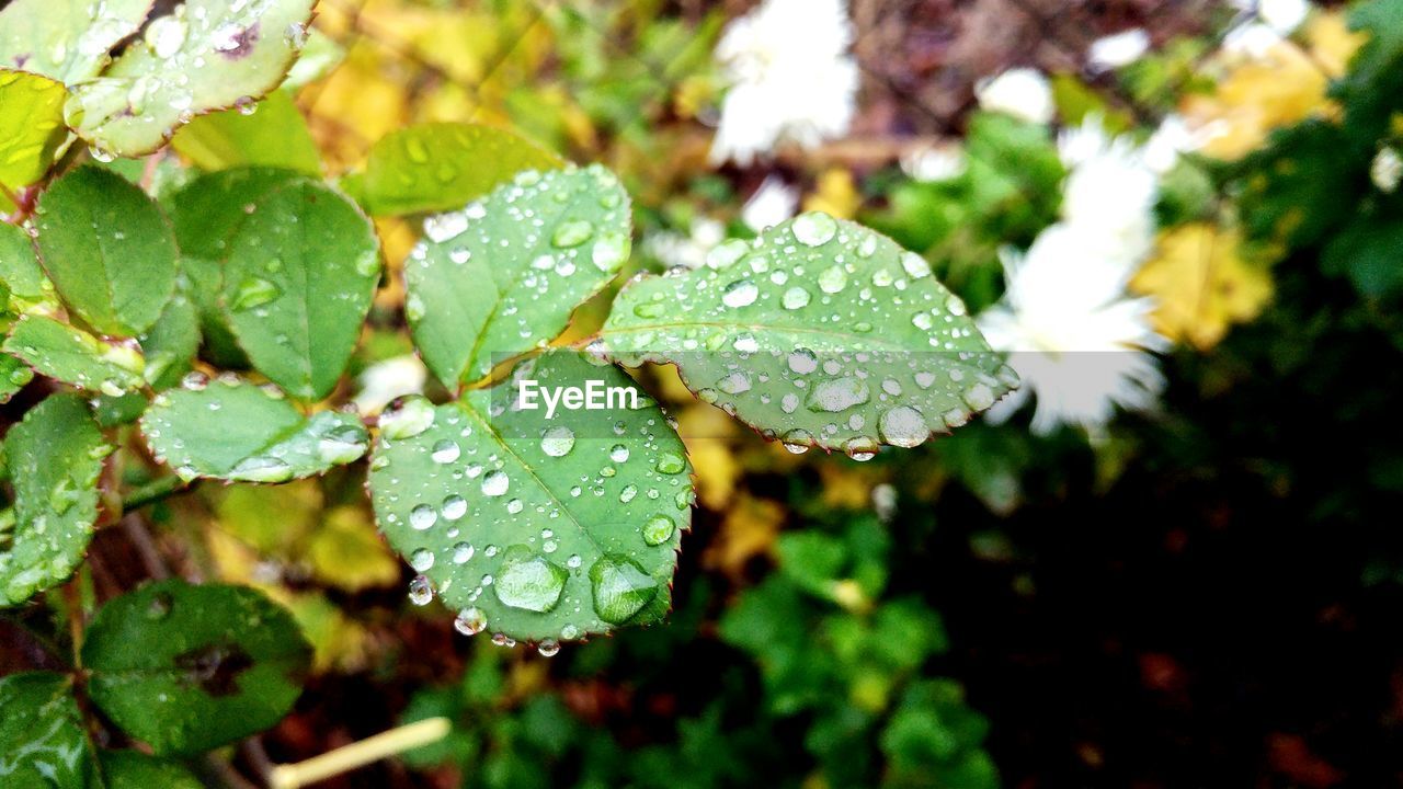 CLOSE-UP OF WATER DROPS ON LEAF