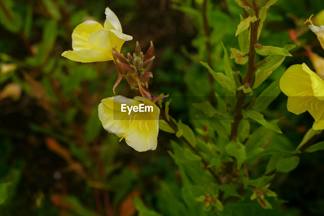 Close-up of yellow flower blooming outdoors