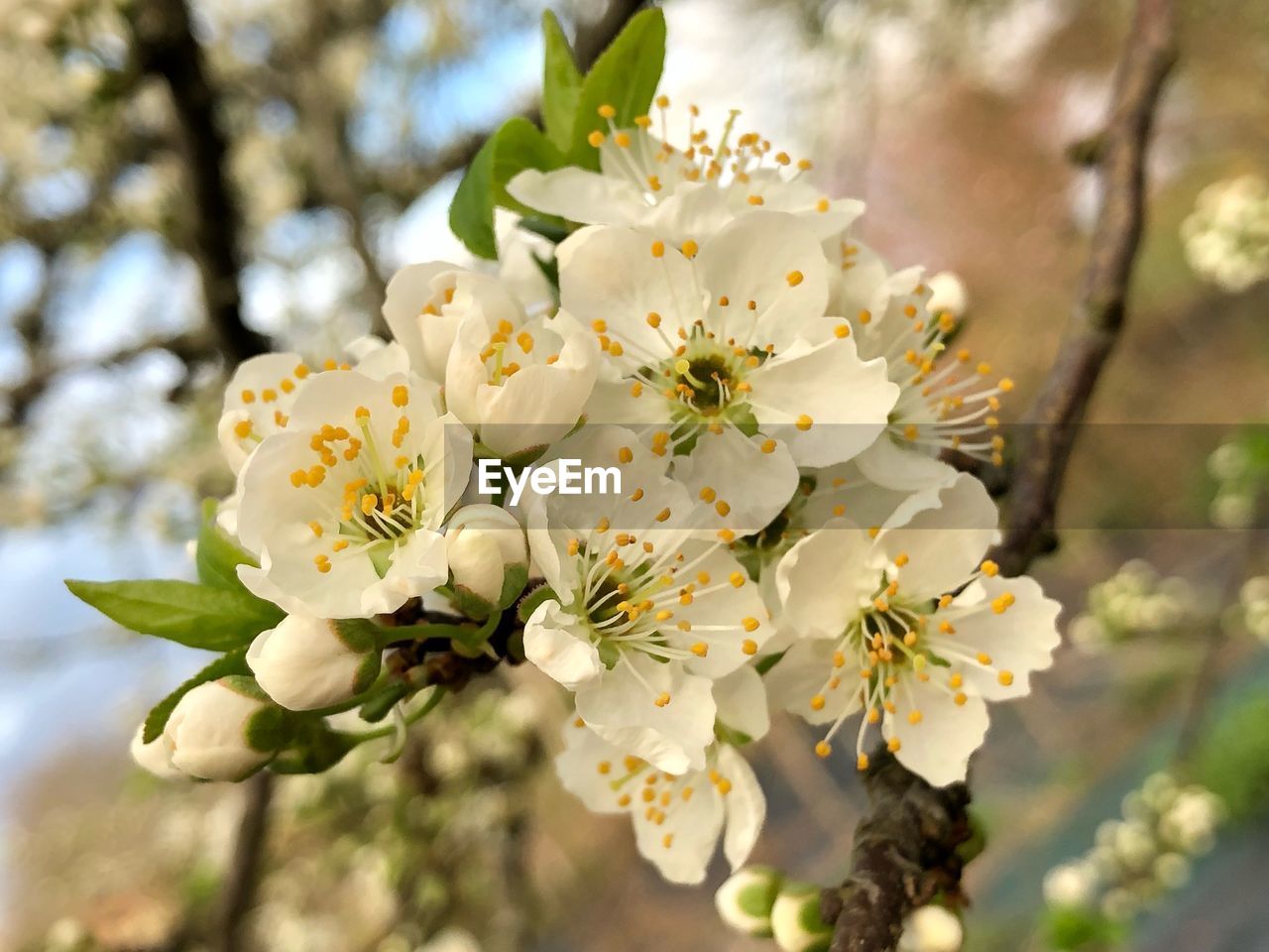 Close-up of white plum blossoms in spring