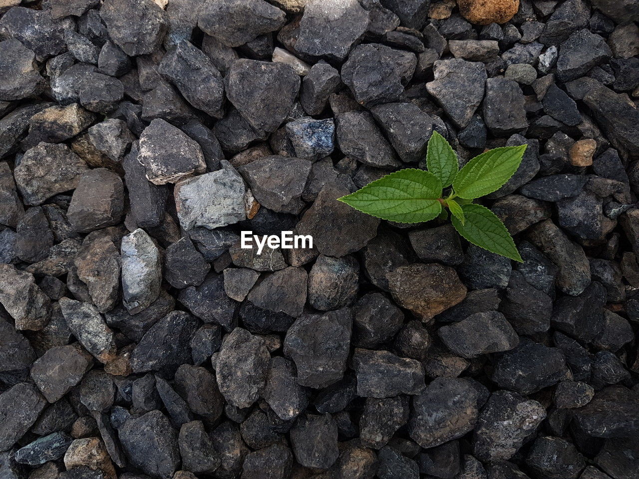 soil, leaf, plant part, nature, high angle view, no people, day, road surface, plant, asphalt, directly above, outdoors, green, gravel, rock, growth, stone wall, backgrounds, textured, full frame, close-up, wall, beauty in nature, stone