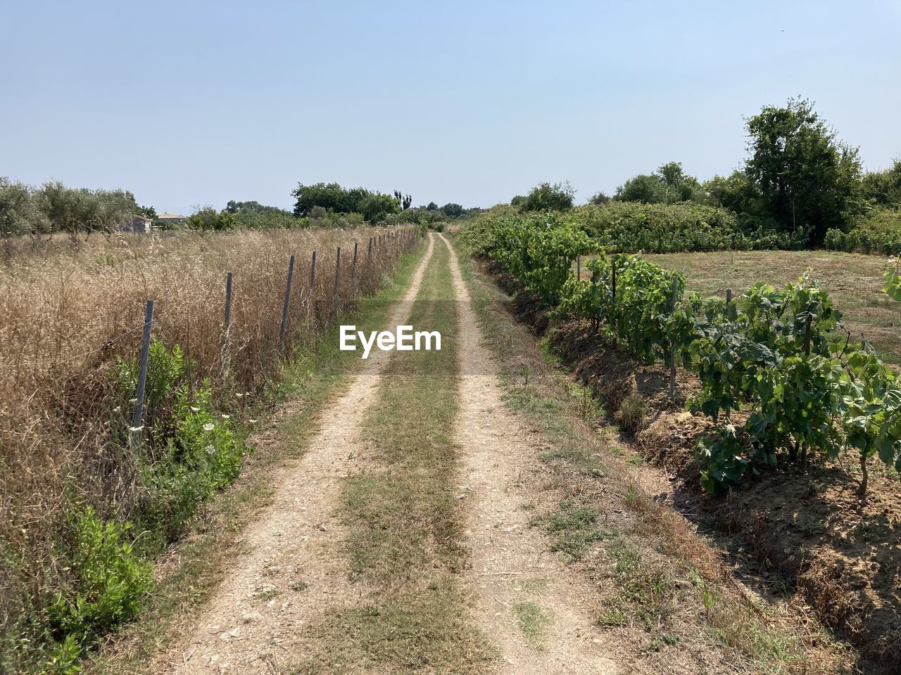 plant, landscape, soil, agriculture, sky, field, land, rural scene, environment, nature, growth, food and drink, crop, rural area, tree, food, dirt, scenics - nature, diminishing perspective, no people, road, in a row, dirt road, the way forward, farm, footpath, tranquility, clear sky, vineyard, beauty in nature, outdoors, day, vanishing point, transportation, fruit, wine, tranquil scene, grass, sunny, non-urban scene, waterway