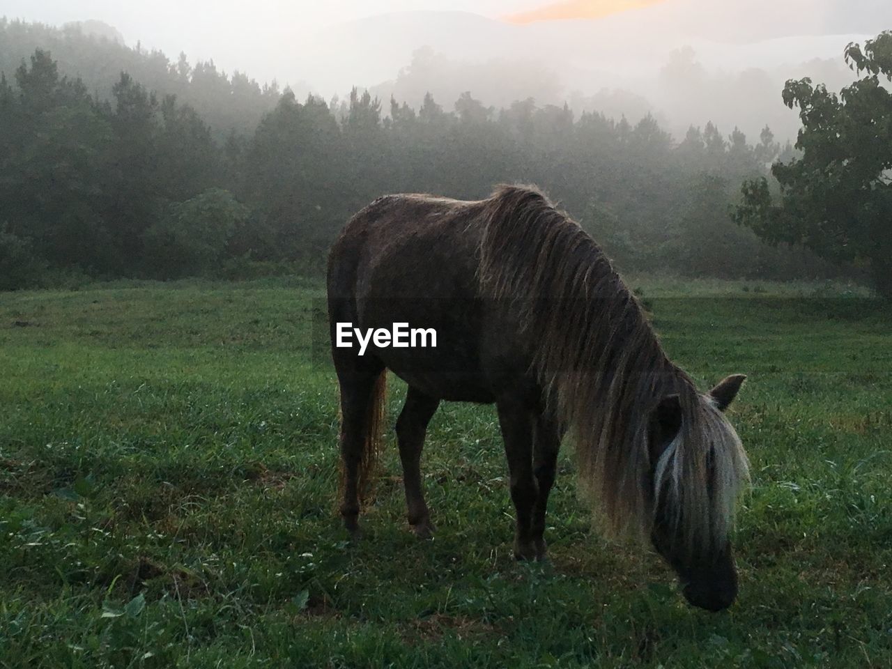 HORSE GRAZING IN THE FIELD