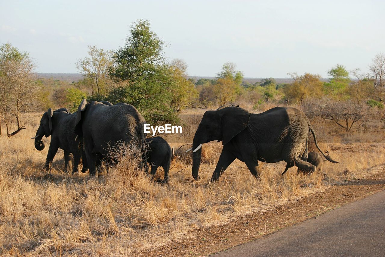 ELEPHANTS WALKING ON LANDSCAPE