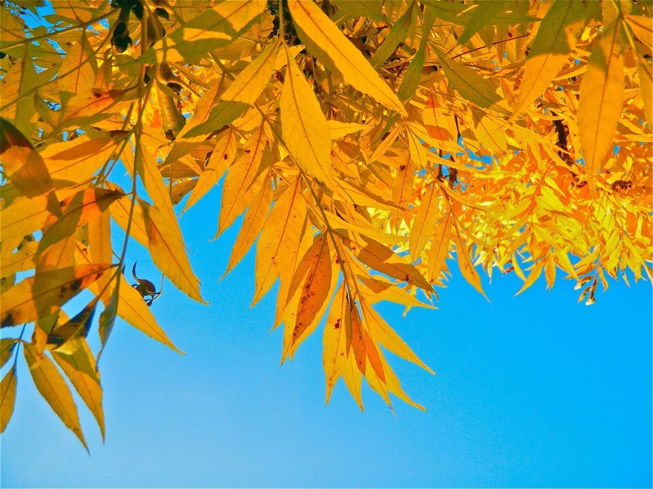 Detail shot of autumnal leaves against clear blue sky