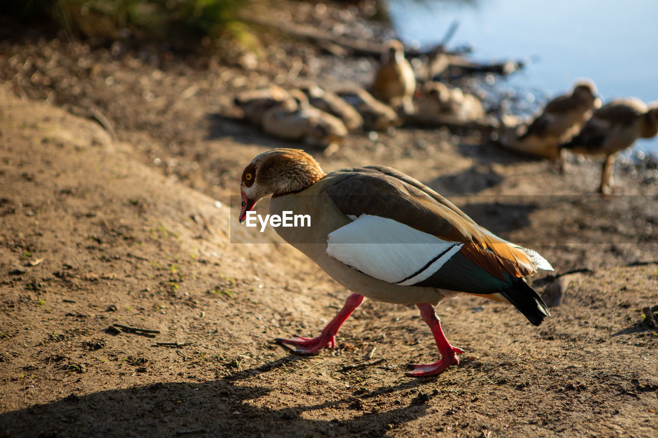 Close-up of duck on land