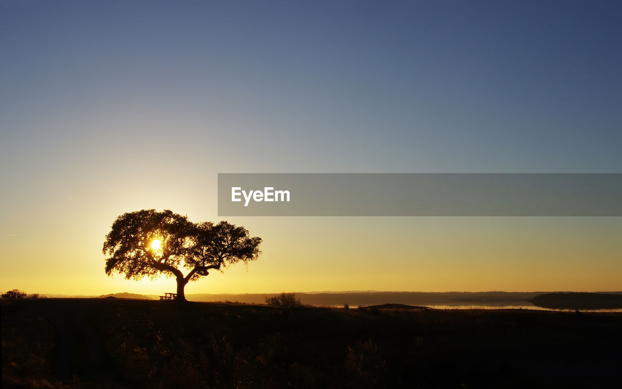 Silhouette trees on landscape against clear sky at sunset