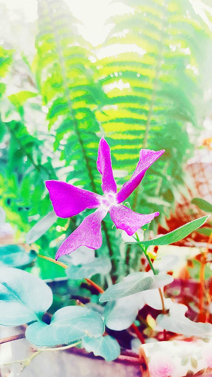 CLOSE-UP OF PURPLE FLOWERS