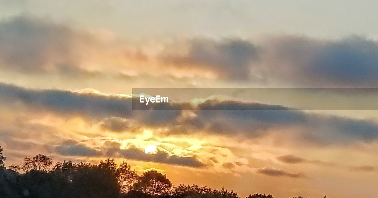 LOW ANGLE VIEW OF TREES AGAINST SKY DURING SUNSET