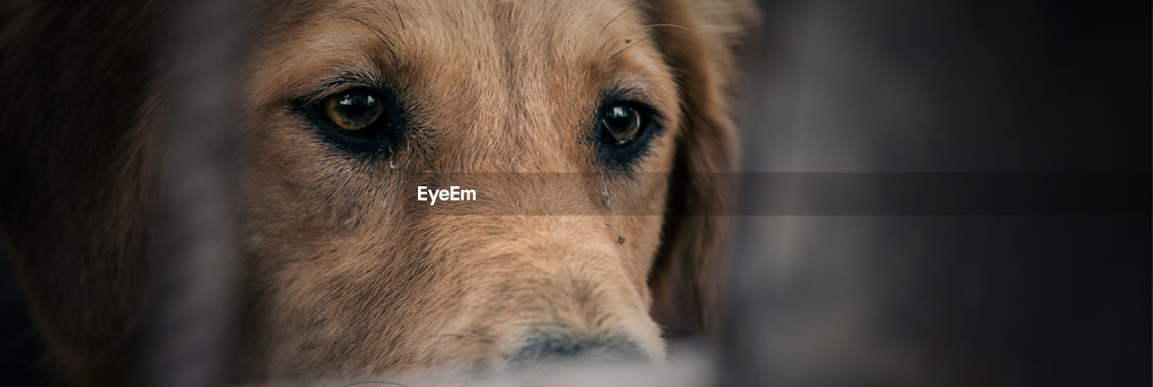 Dog in animal shelter waiting for adoption. dog behind the fences. dog in animal shelter cage.