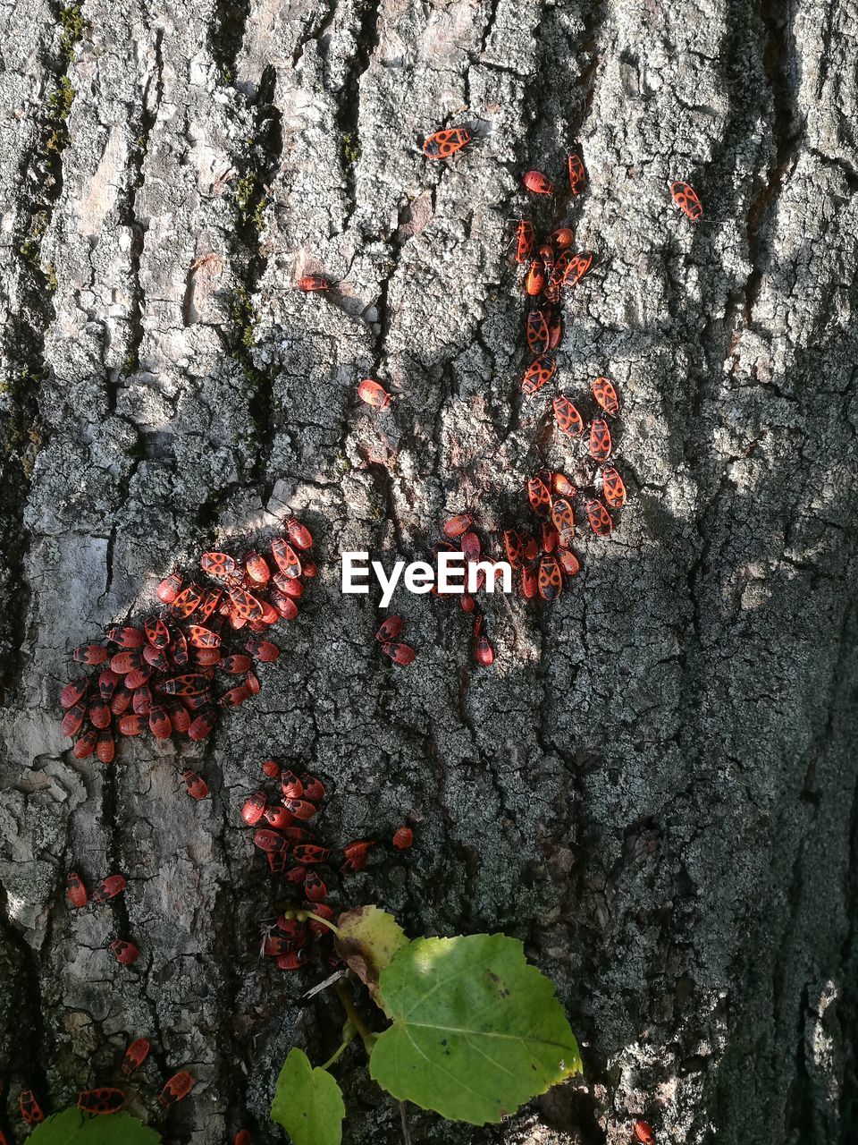 CLOSE-UP VIEW OF TREE