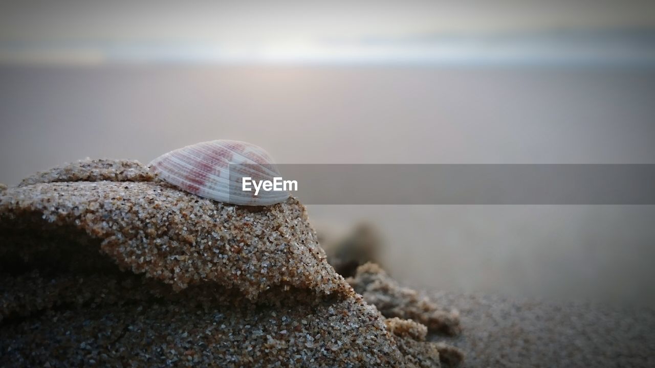 Close-up of seashell at beach