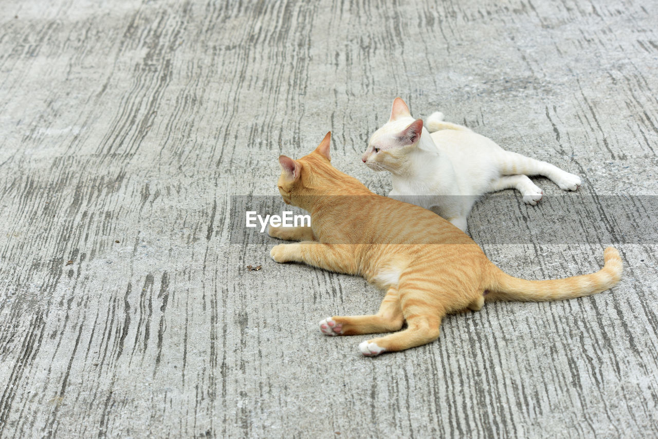 cat, animal themes, animal, mammal, domestic animals, pet, one animal, domestic cat, feline, high angle view, no people, relaxation, felidae, whiskers, small to medium-sized cats, lying down, day, resting, carnivore, full length, footpath