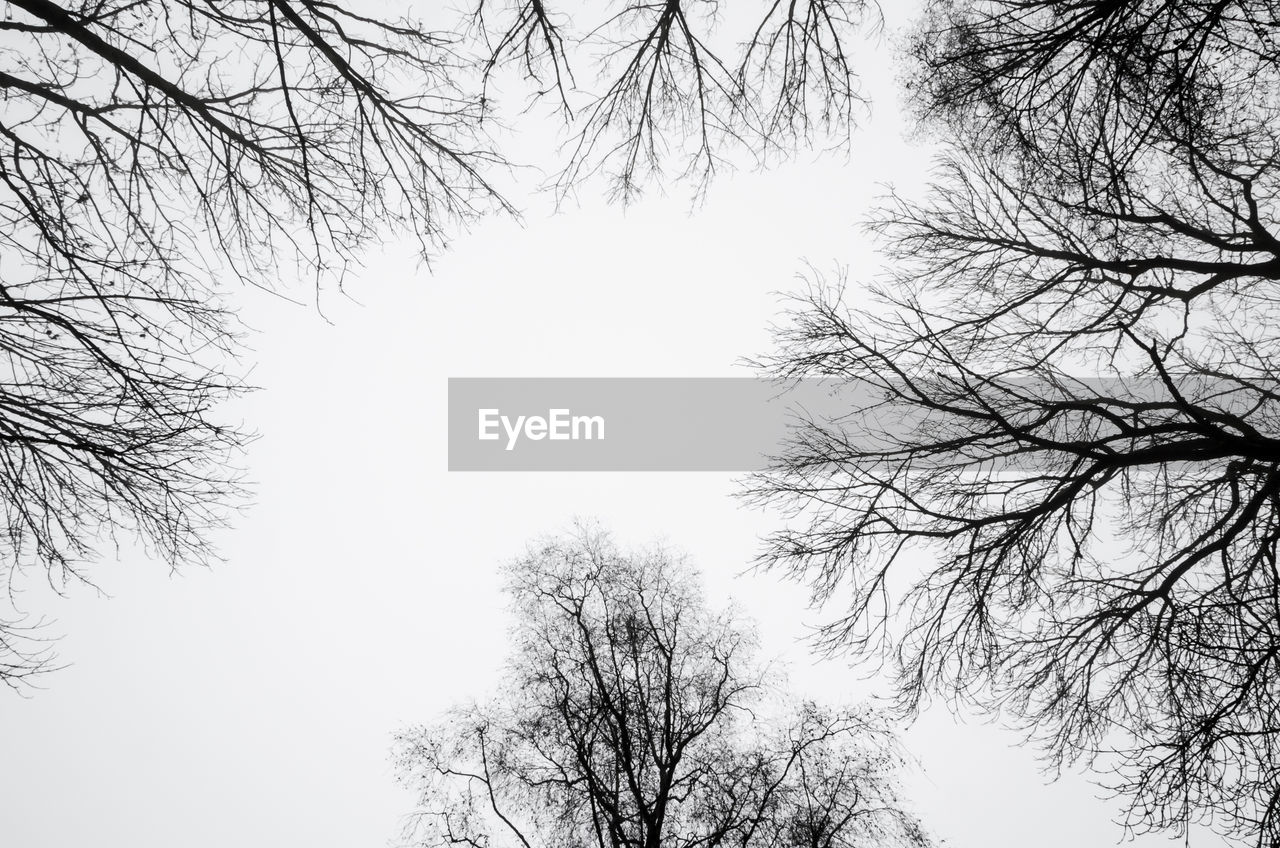 LOW ANGLE VIEW OF TREES AGAINST SKY