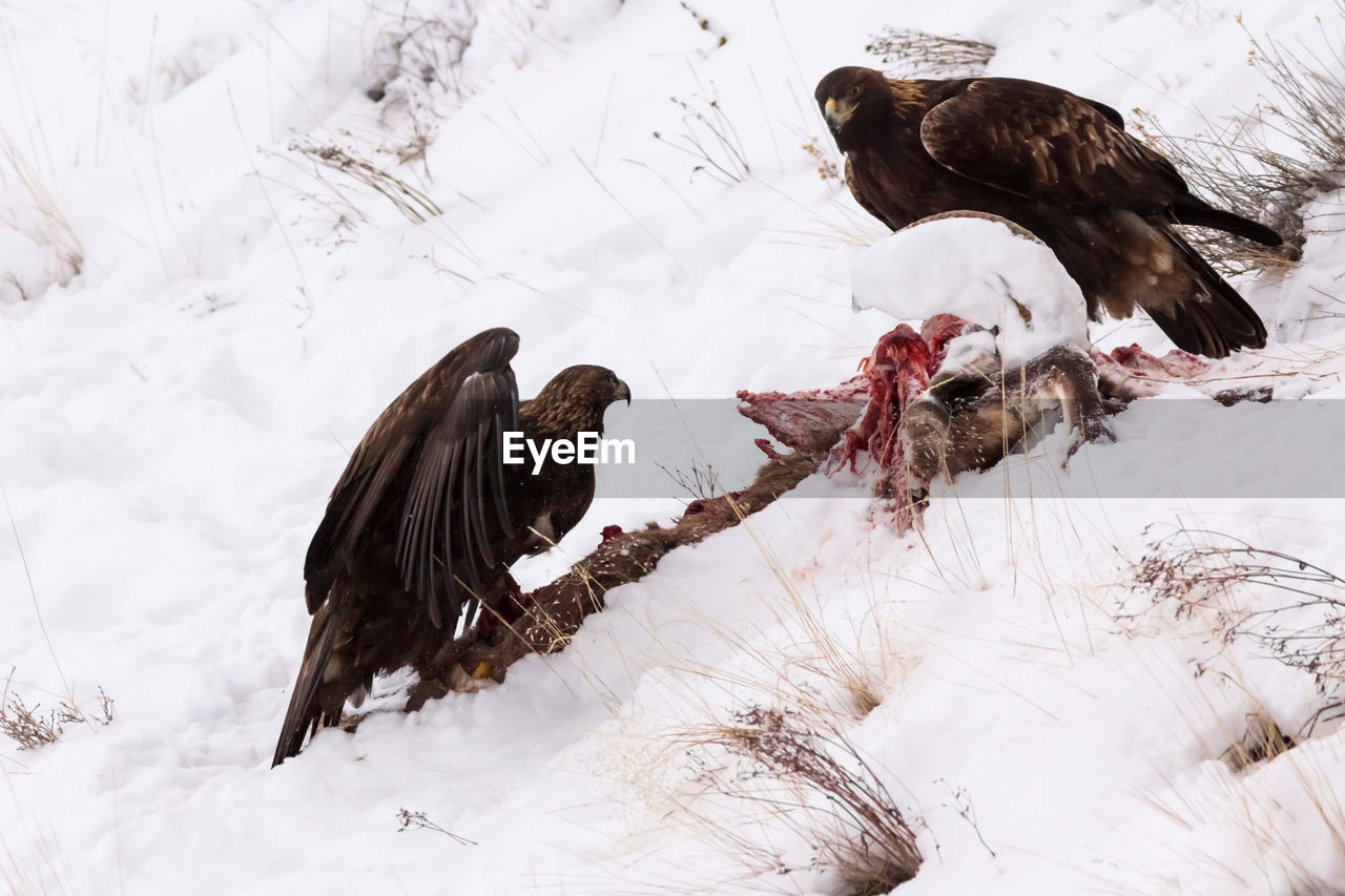 Eagles feeding on carcass during winter