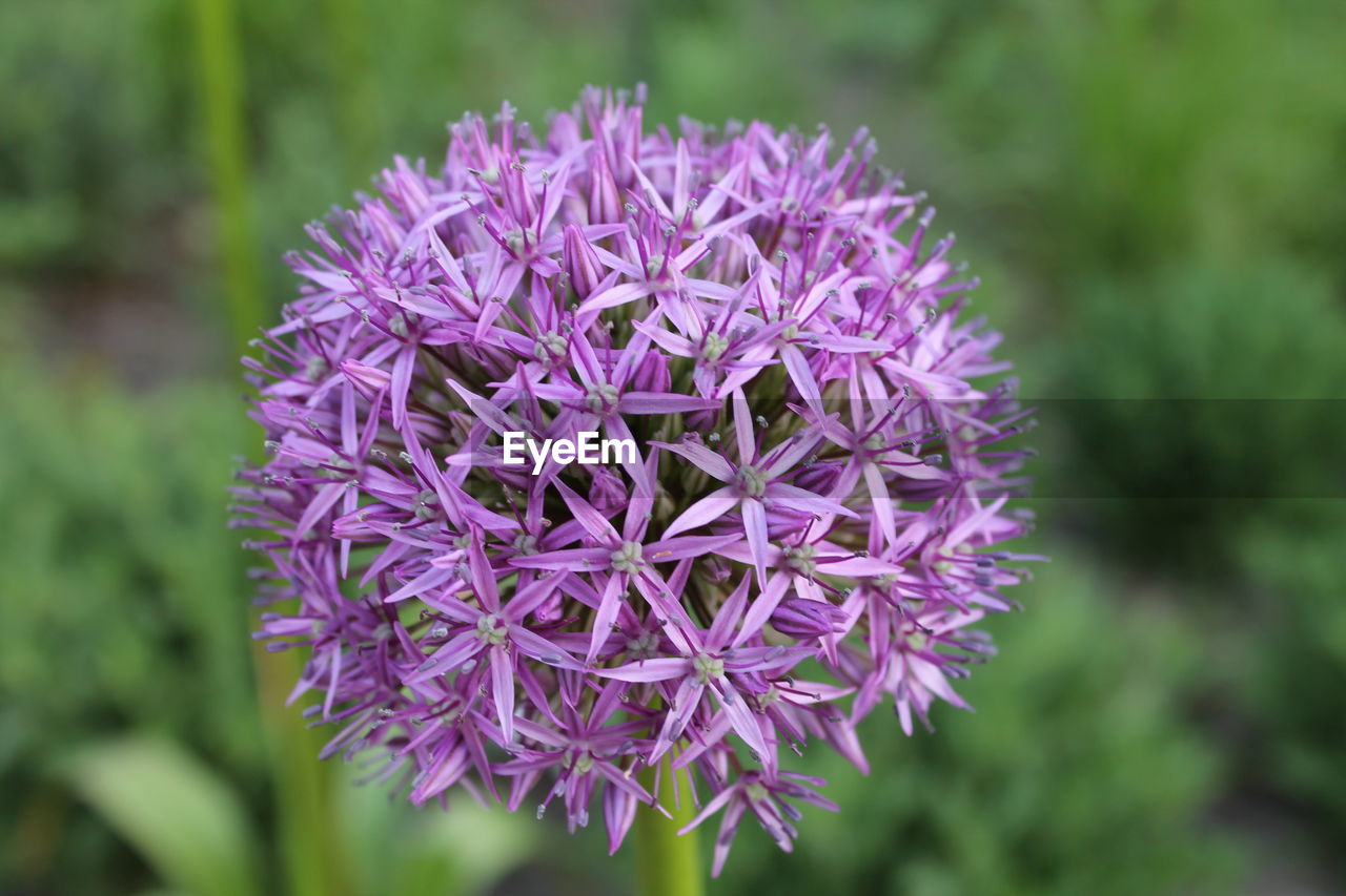 CLOSE-UP OF PURPLE FLOWERS BLOOMING