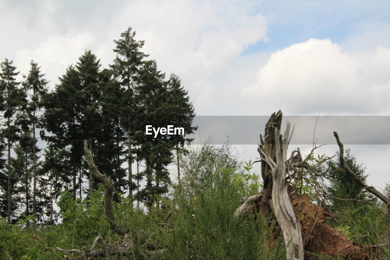 TREE IN FOREST AGAINST SKY