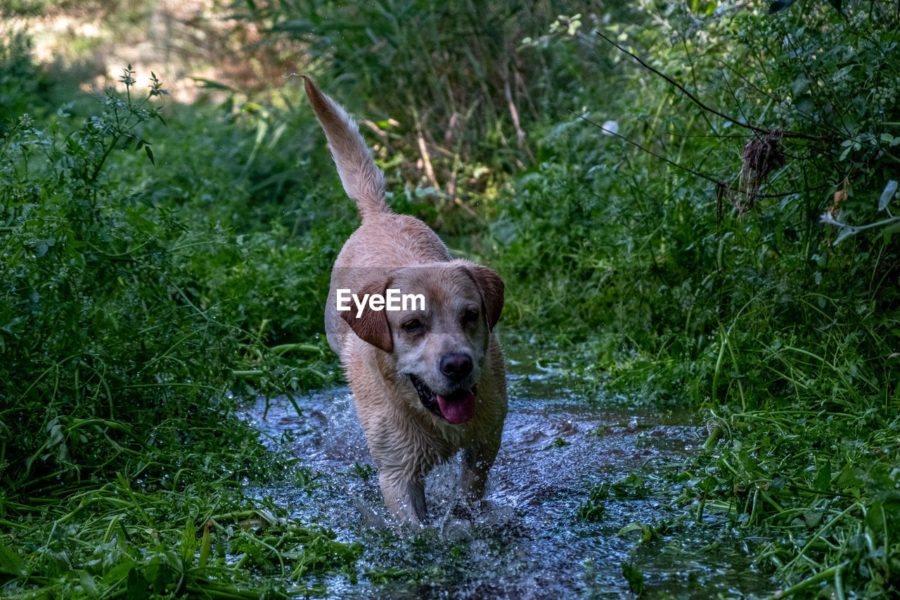 VIEW OF DOG RUNNING IN GREEN PLANTS
