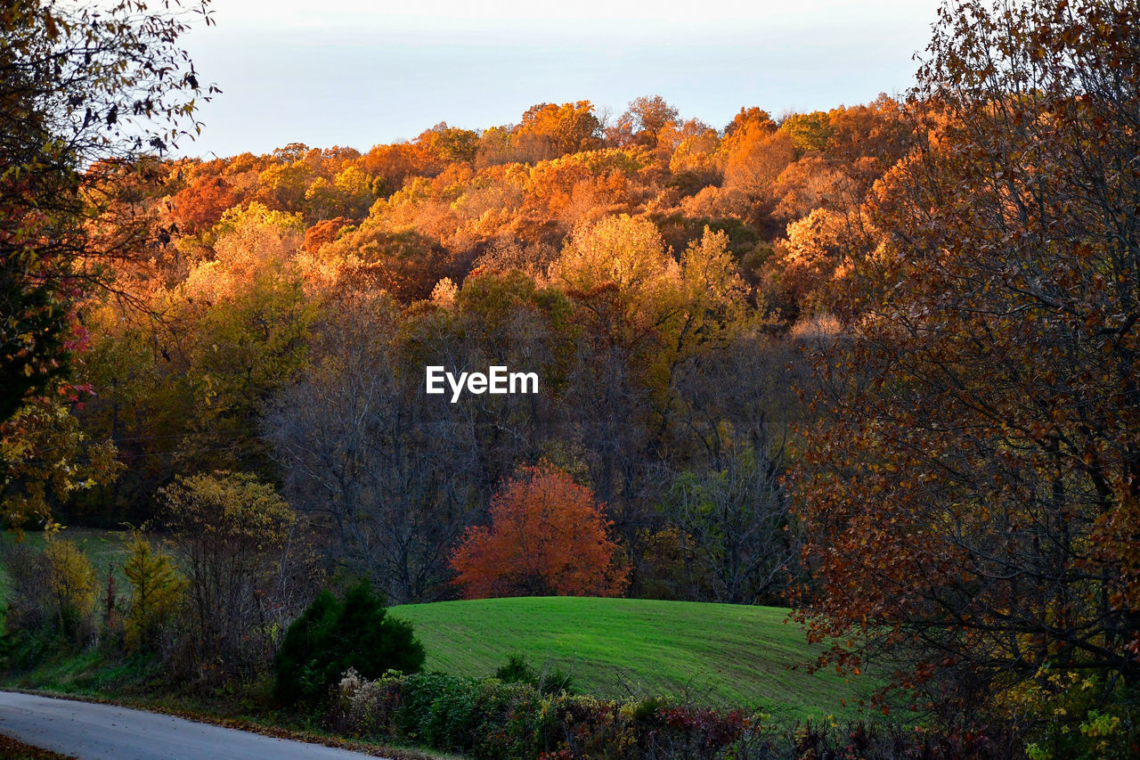 SCENIC VIEW OF TREES IN FOREST DURING AUTUMN