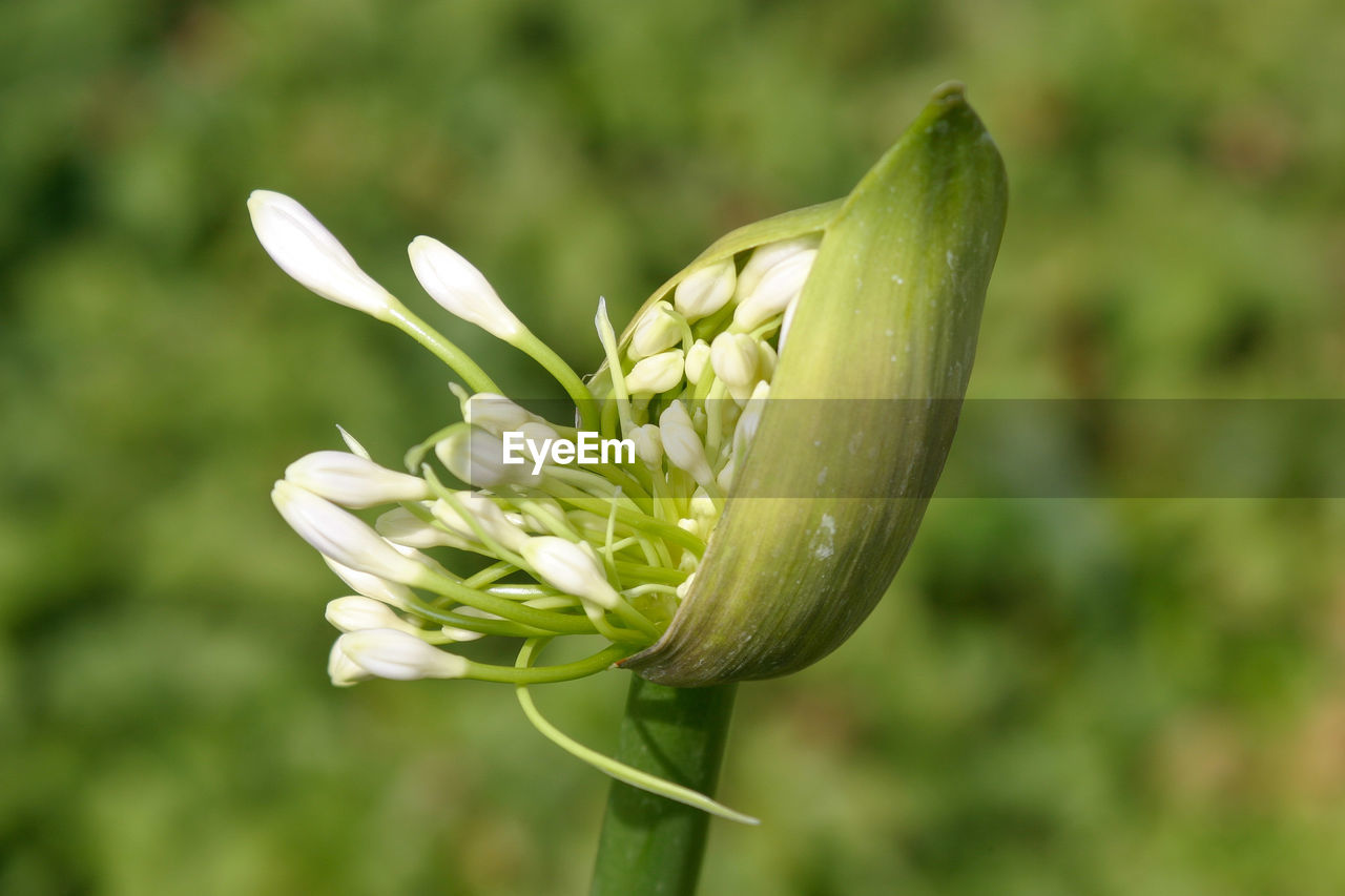 Close-up of white flowers