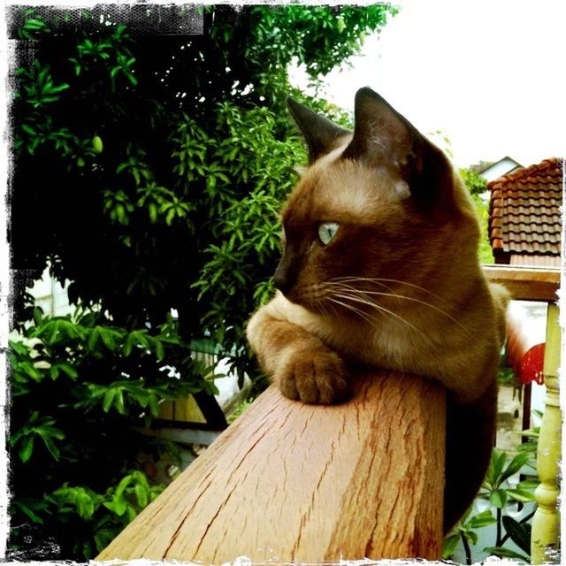 CLOSE-UP OF CAT ON TREE AGAINST TREES