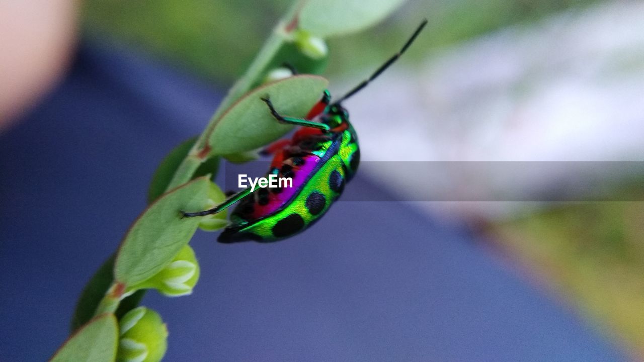 CLOSE-UP OF GREEN INSECT ON FLOWER