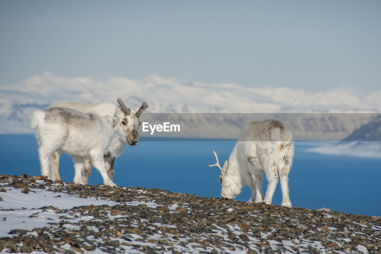 Reindeers standing on field by lake against snowcapped mountains