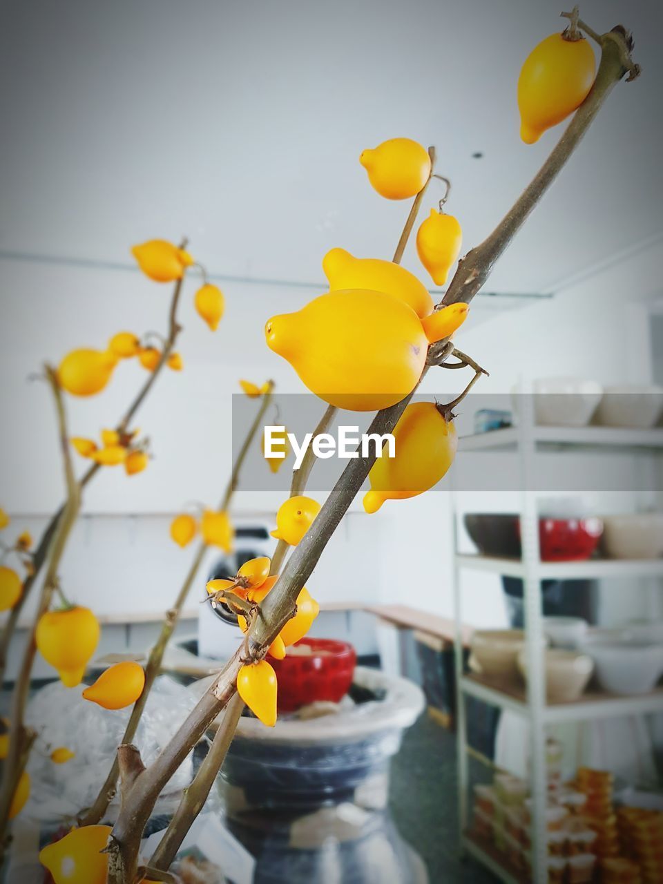 CLOSE-UP OF YELLOW FLOWERS ON FLOOR