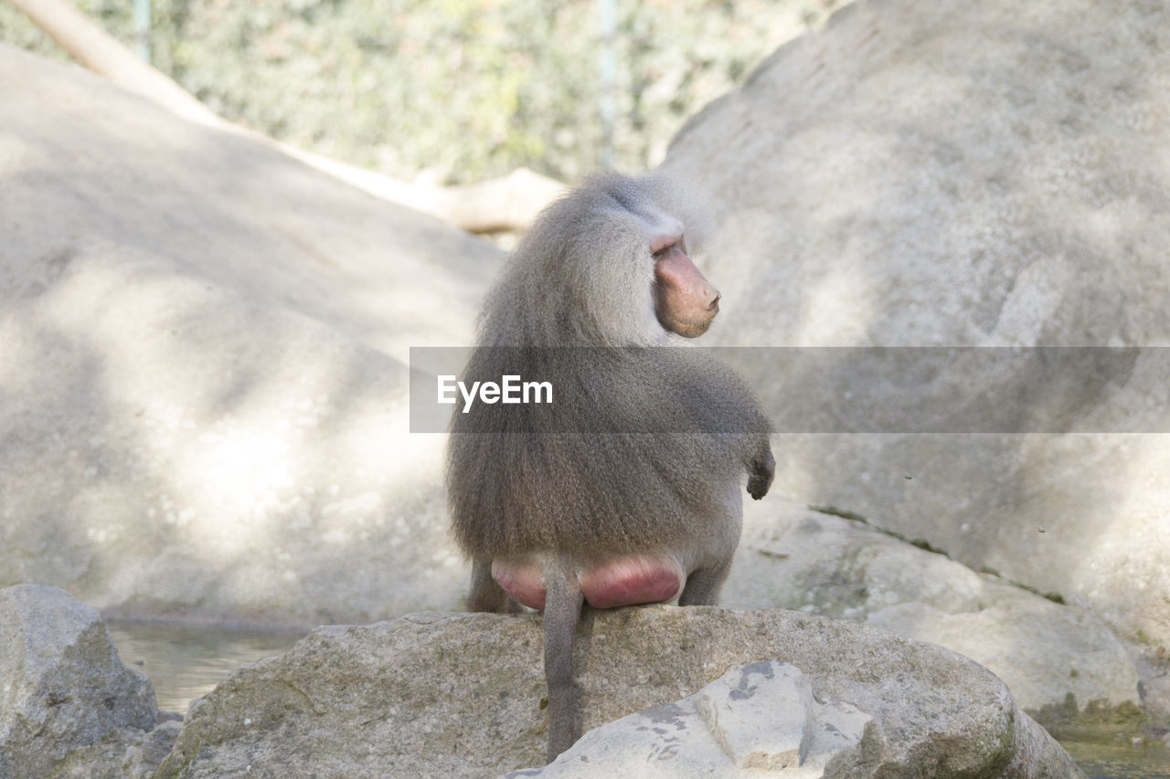 MONKEY SITTING ON ROCK AGAINST WALL AT ZOO