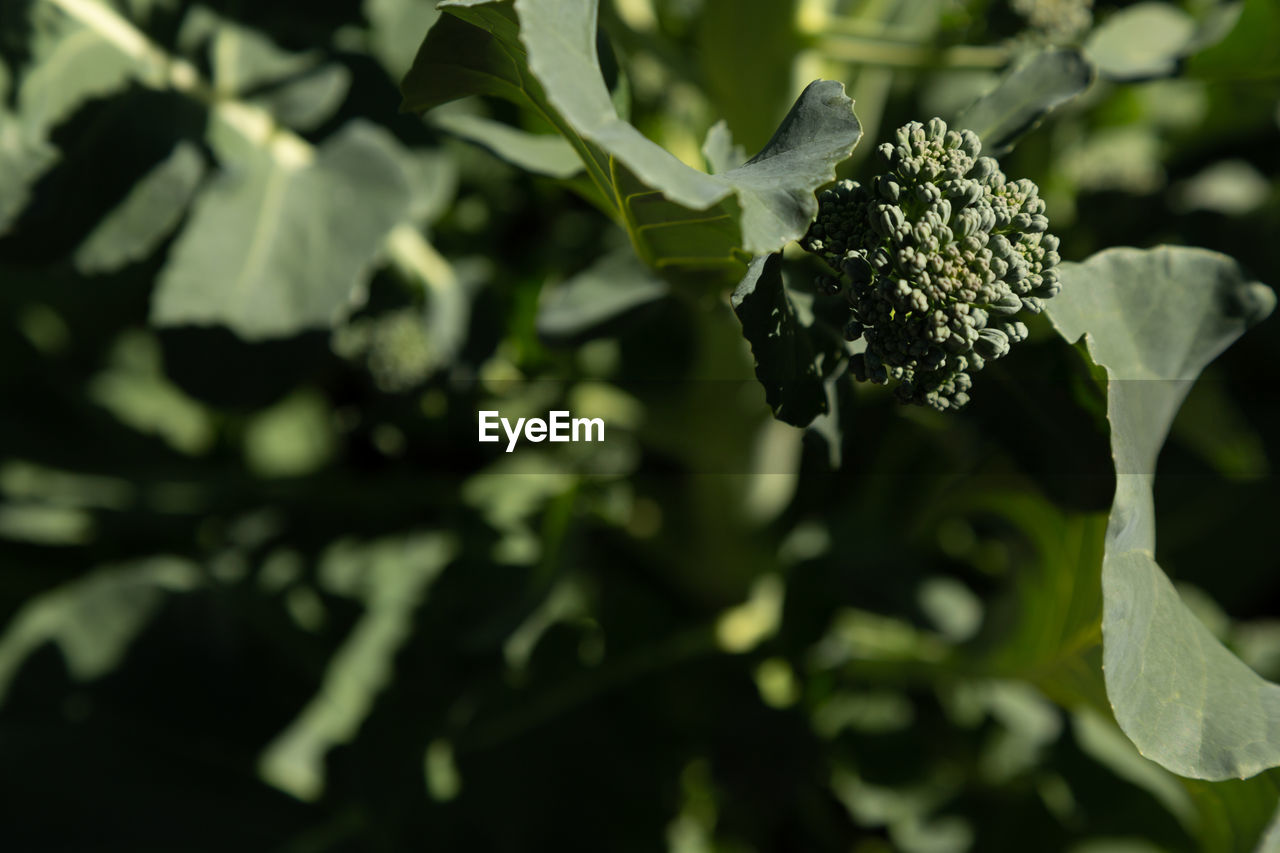 Close-up of plant growing outdoors