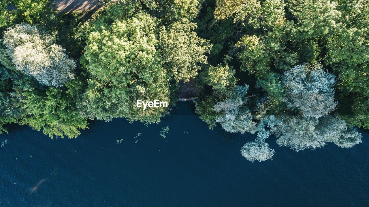 HIGH ANGLE VIEW OF PLANTS BY LAKE