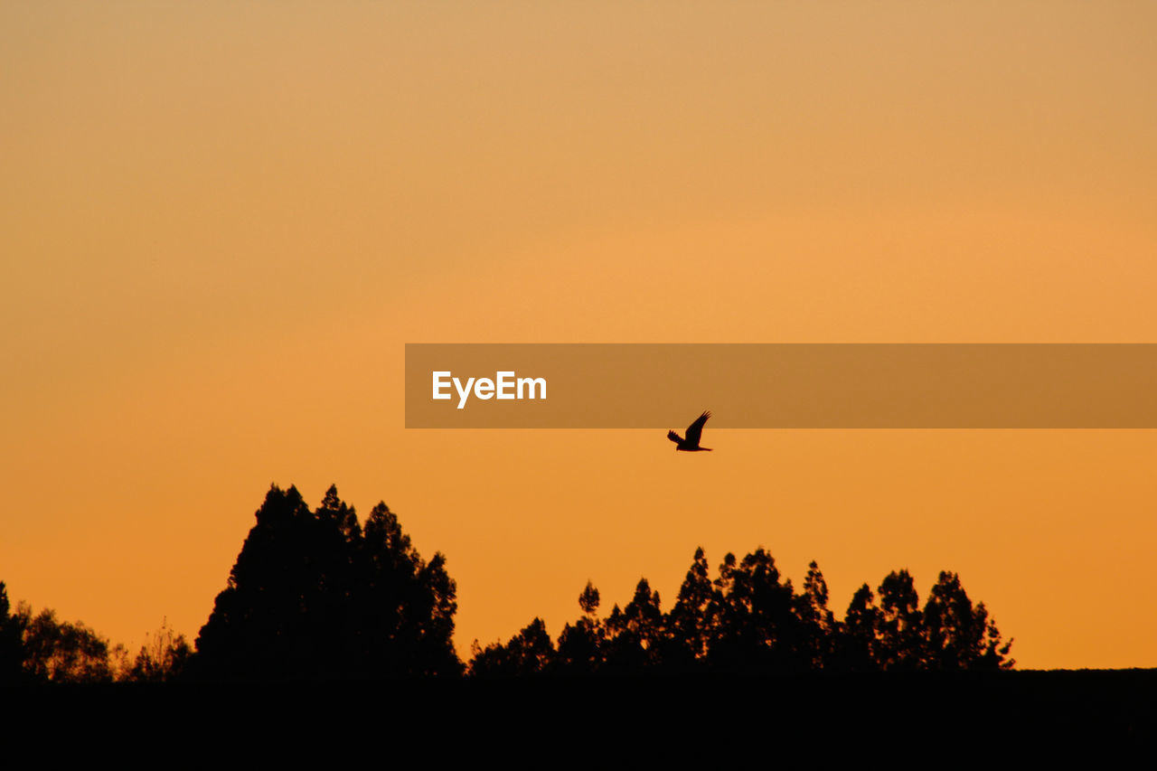 SILHOUETTE OF BIRDS FLYING IN SKY