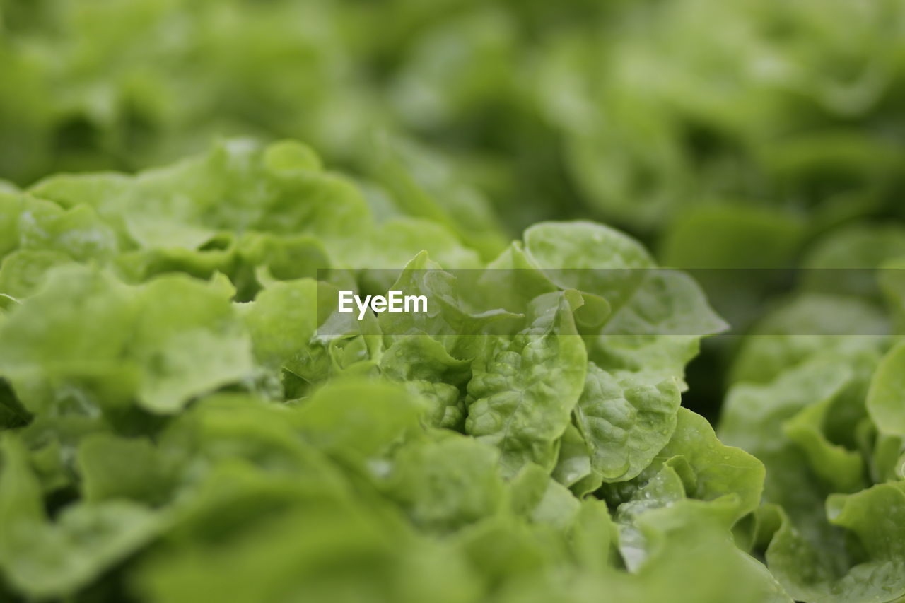 Closeup of a lettuce plant grown in an australian hydroponic farm