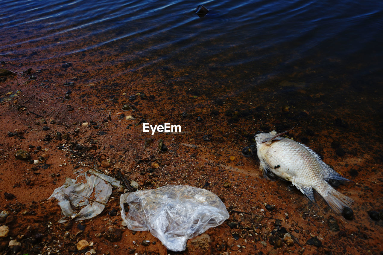 Plastic waste with dead fish at the riverbank 