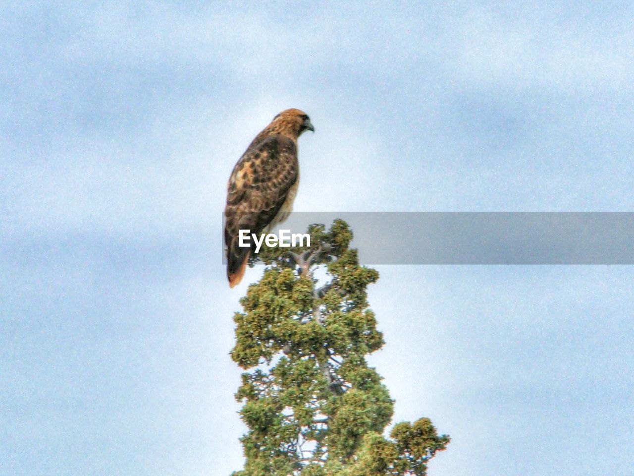 LOW ANGLE VIEW OF BIRDS PERCHING ON TREE