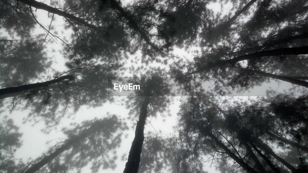 CLOSE-UP LOW ANGLE VIEW OF TREES AGAINST SKY