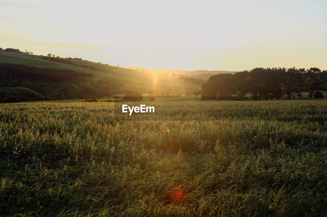 Scenic view of field against sky during sunset