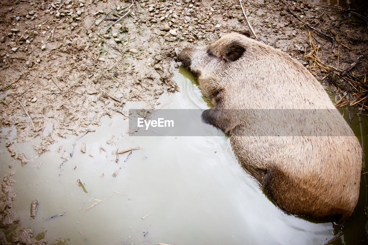 High angle view of wild boar relaxing in pond
