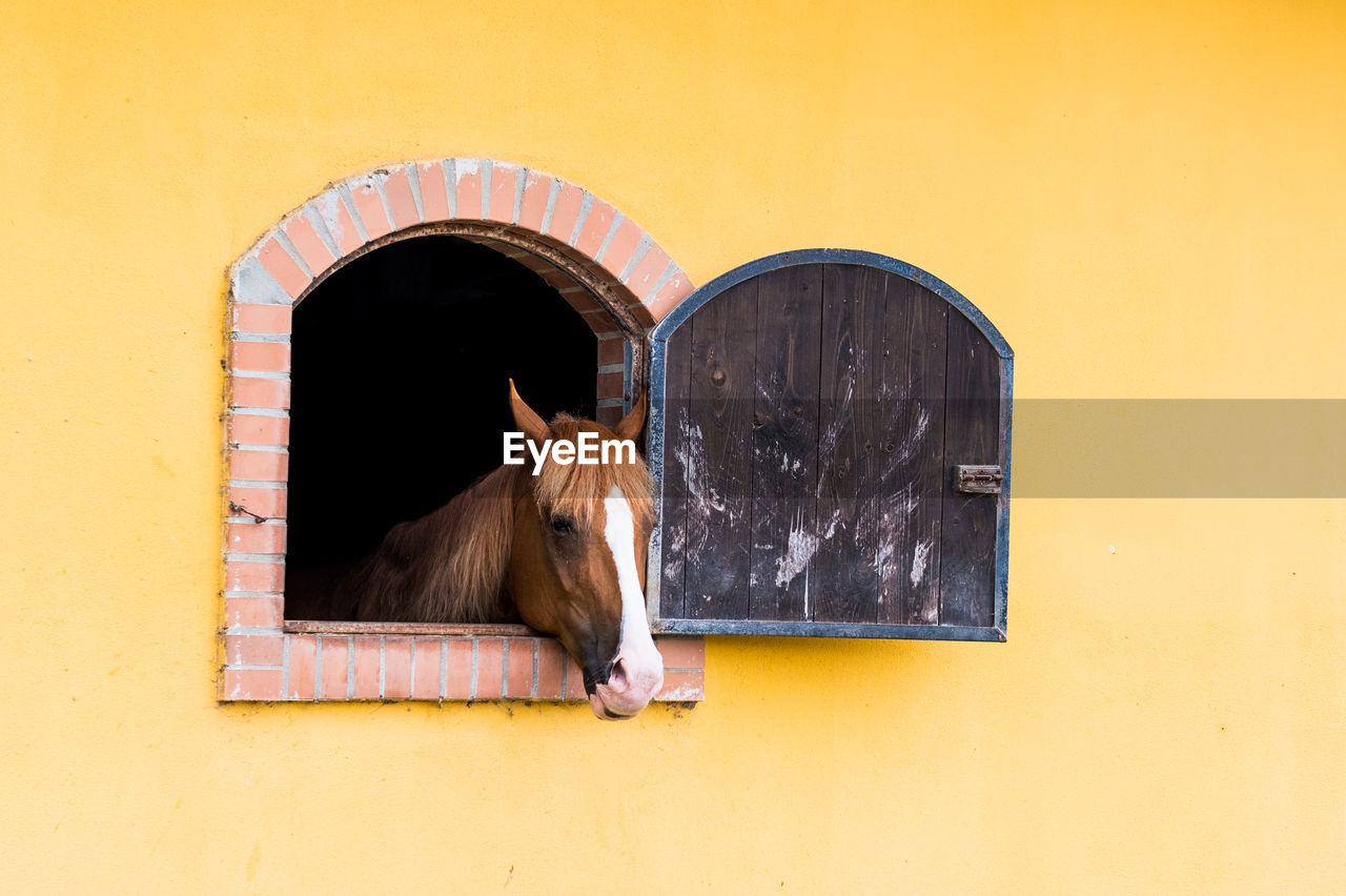 Horse in stable