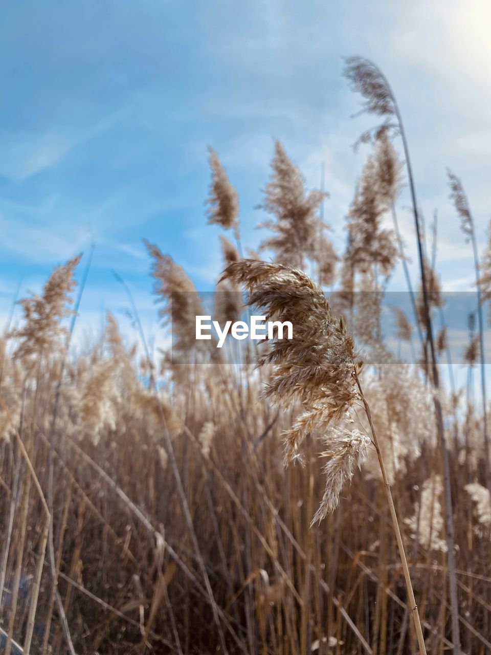 Close-up of stalks in field against sky